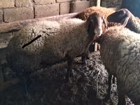 Wad, Sheep — sawirka 2