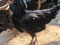 آسترالورپ — عکس 1