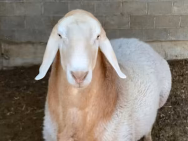 母羊, Sheep