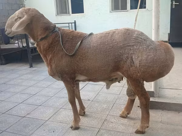 Ram, Edilbay sheep — Kyrgyzstan