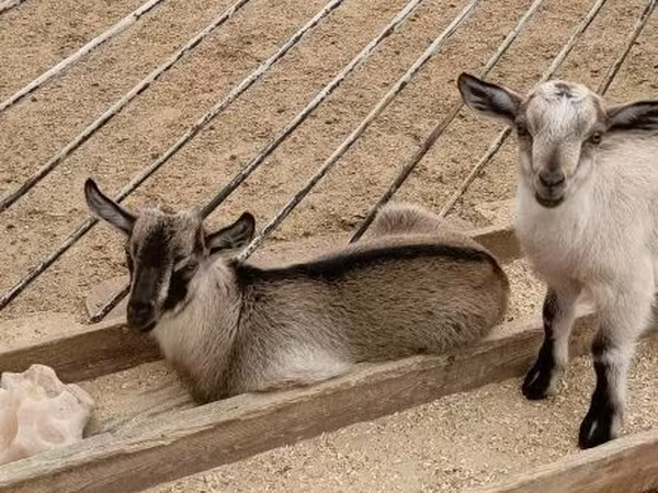 Ziegenbock, Ziegen
