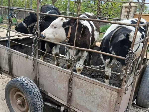 Toro, Russian Black pied cattle