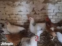 Chickens — عکس 1
