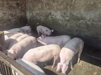 Vier, Porci — foto 8