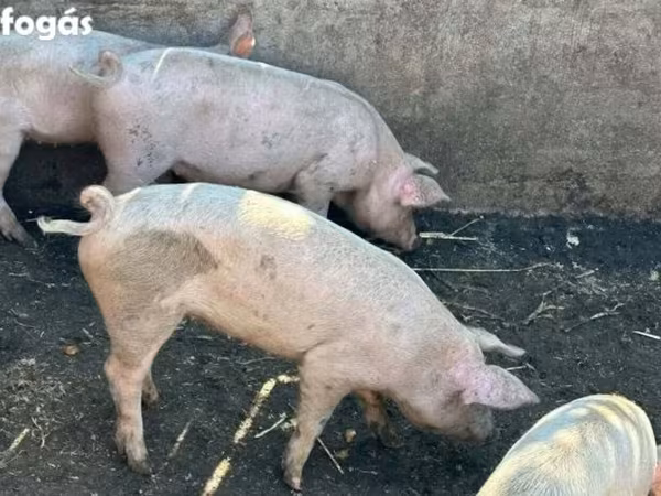 ወንድ አሣማ, Pigs