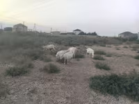 بز ماده, بز — عکس 2