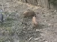 Knur, Świnie — zdjęcie 4