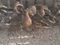 Ducks — عکس 2