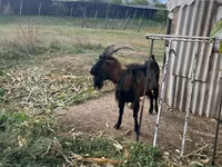 Billy Goat, Alpine goat — photo 2