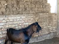 بز نر, Beetal goats — عکس 8