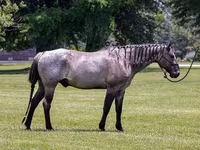 Horse (M), Quarter Horse — photo 2