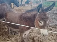 Hingst, Heste — foto 3