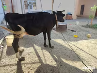 Ko, Russian Black pied cattle — foto 5