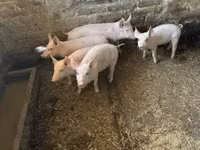 خوک (گروه، جنسیت مشخص نشده), خوک — عکس 3