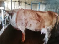 Krava, Latvian Blue cattle — foto 3