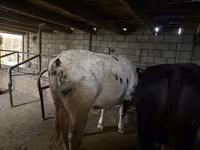 گاو ماده, بلژیکی آبی — عکس 2