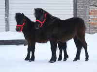 Ngựa đực, American shetland pony — ảnh 7