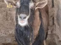 Արու այծ, Alpine goat — լուսանկար 2
