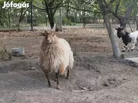 Ram, Racka sheep — foto 2