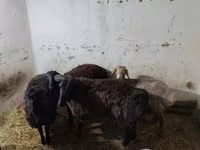 ভেড়ার পাঁঠা, ভেড়া — ছবি 2