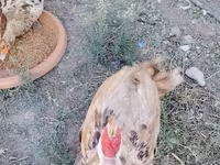 Chickens — foto 5