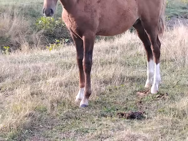 Pastuv, Коњи