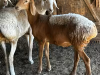 Schaf, Rhon sheep — Foto 1