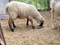 Ovce, White Suffolk sheep — foto 3
