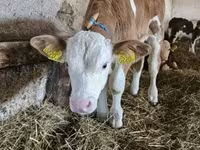 Dibi, Simmental cattle — sawirka 2