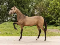 Faras dhaddig, Akhal-Teke — sawirka 2