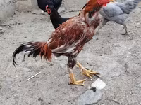 Chickens — sawirka 1