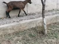 Buk, Alpine goat — foto 2
