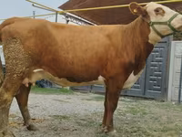 Kuh, Simmental cattle — Foto 6