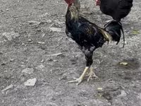 Chickens — عکس 3