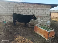 Ko, Aberdeen-Angus — foto 2