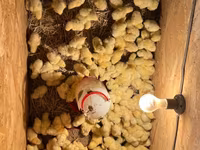 Chickens — عکس 3