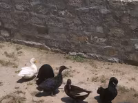 Alabio — foto 1