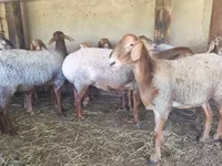 பெண் ஆடு, Arashan sheep — புகைப்படம் 4
