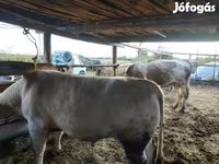 Ng'ombe (kikundi, jinsia haijatajwa), Ng'ombe — picha 4