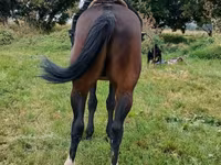 اسب نر, Arabian horse — عکس 3