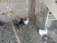 Chickens — foto 1