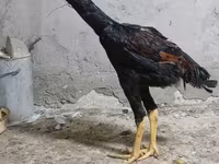 Chickens — عکس 4