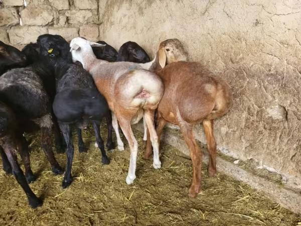 قوچ, گوسفند