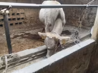 گاو ماده, Swiss cattle — عکس 2
