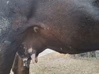 Mucca, Simmental cattle — foto 6
