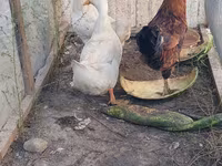 Chickens — foto 5