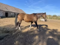 Cavallo, Hungarian horse breed — foto 8
