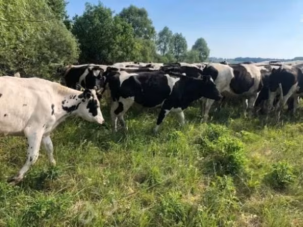 Cow, Russian Black pied cattle