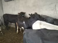 황소, Swiss cattle — 사진 2
