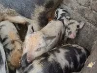 Babi betina, Кунекуне — foto 5